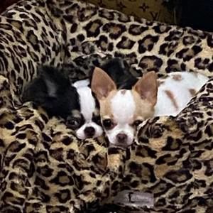 Meet your Posher, Betsy